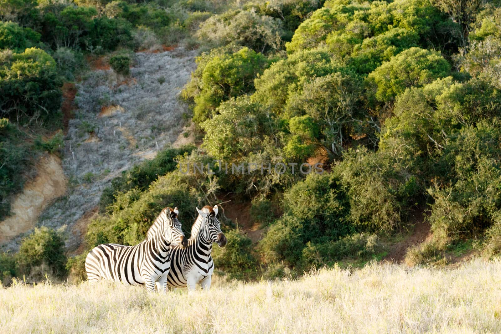 Two Zebra standing in a similar position in the field.