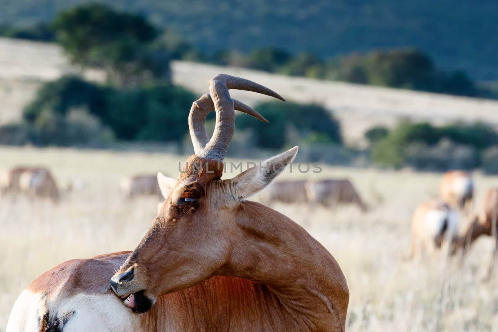 Pesky flies on a Red Hartebeest