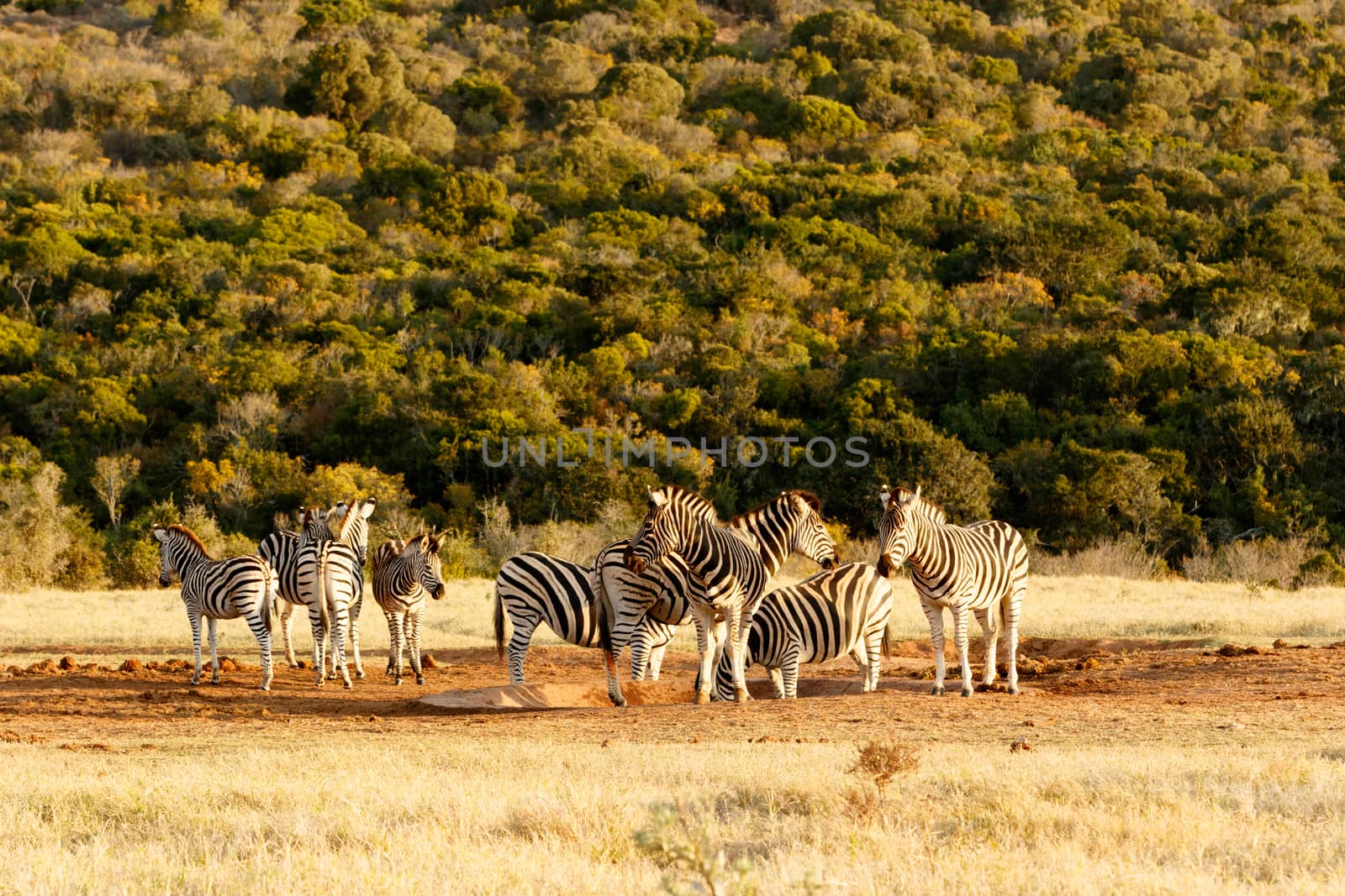 Tribe of Burchells Zebra at the watering hole looking for water.