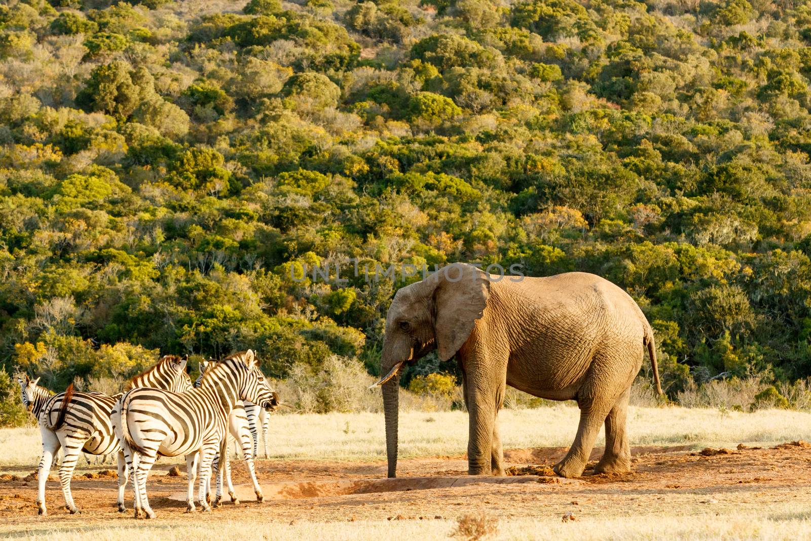 Elephant having a chat with Zebra
