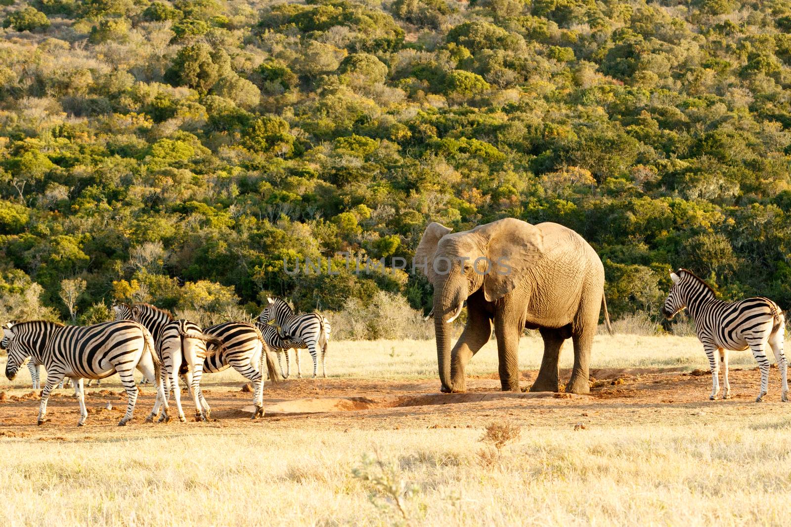 I put my foot down The African Bush Elephant with zebra.