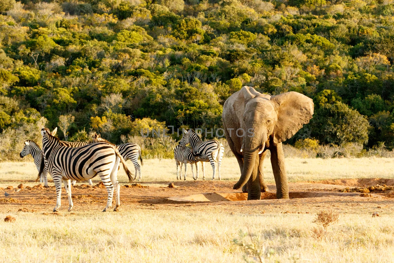 Zebra with African Bush Elephant standing at the watering hole.