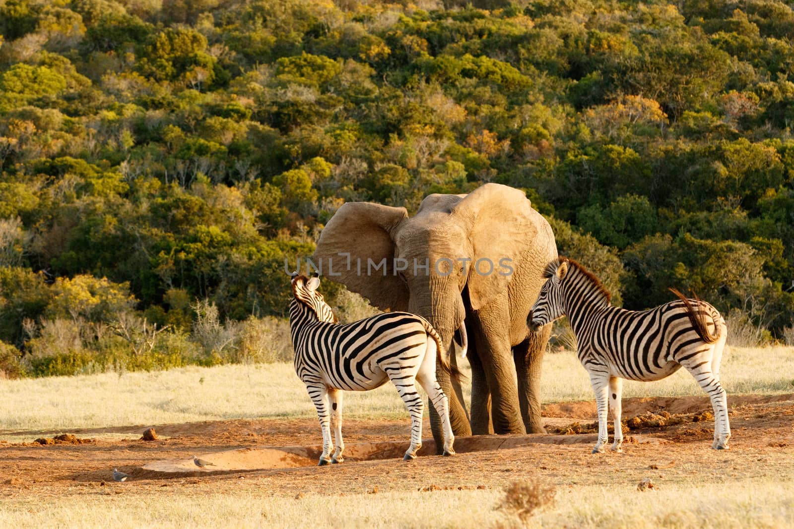 When will it rain Elephant and Zebra standing at the empty water hole.