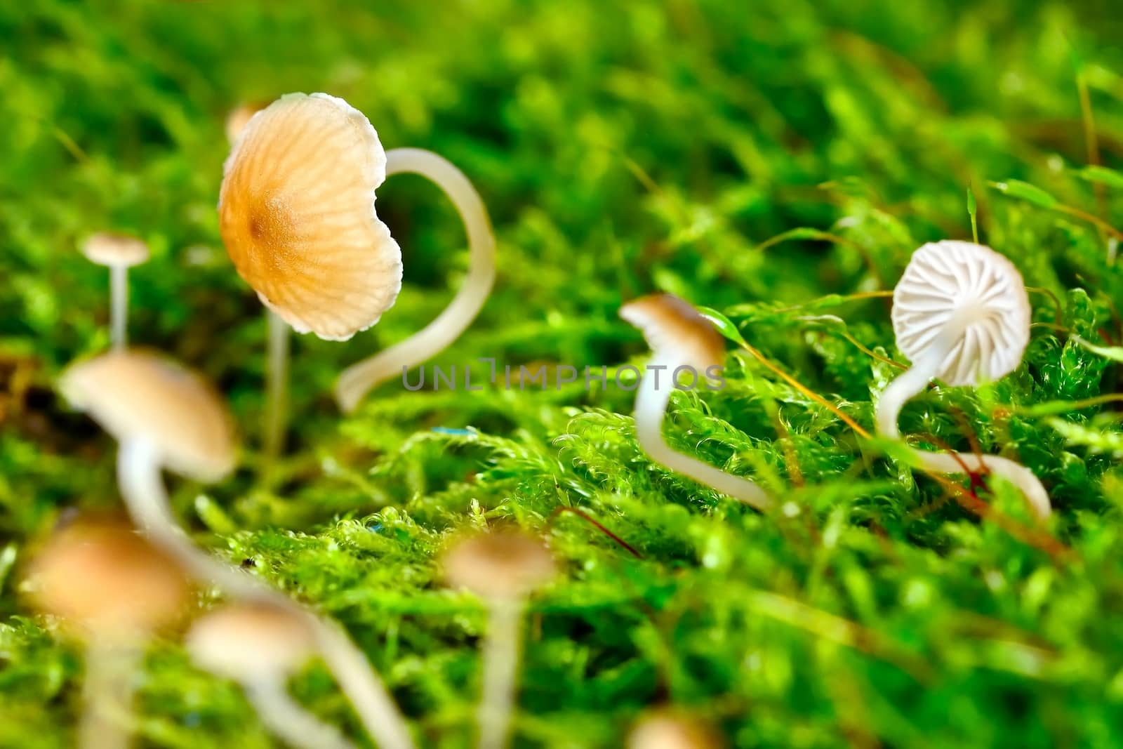 Macro shot of small miniature mushrooms in moss.
