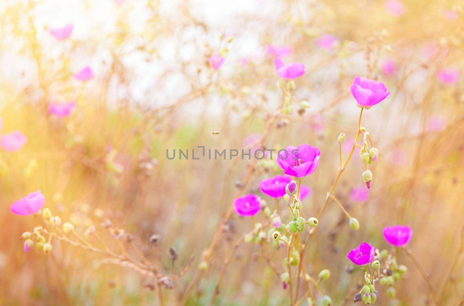 Beautiful pink poppies in grassy field with sunlight  streaming by jarenwicklund