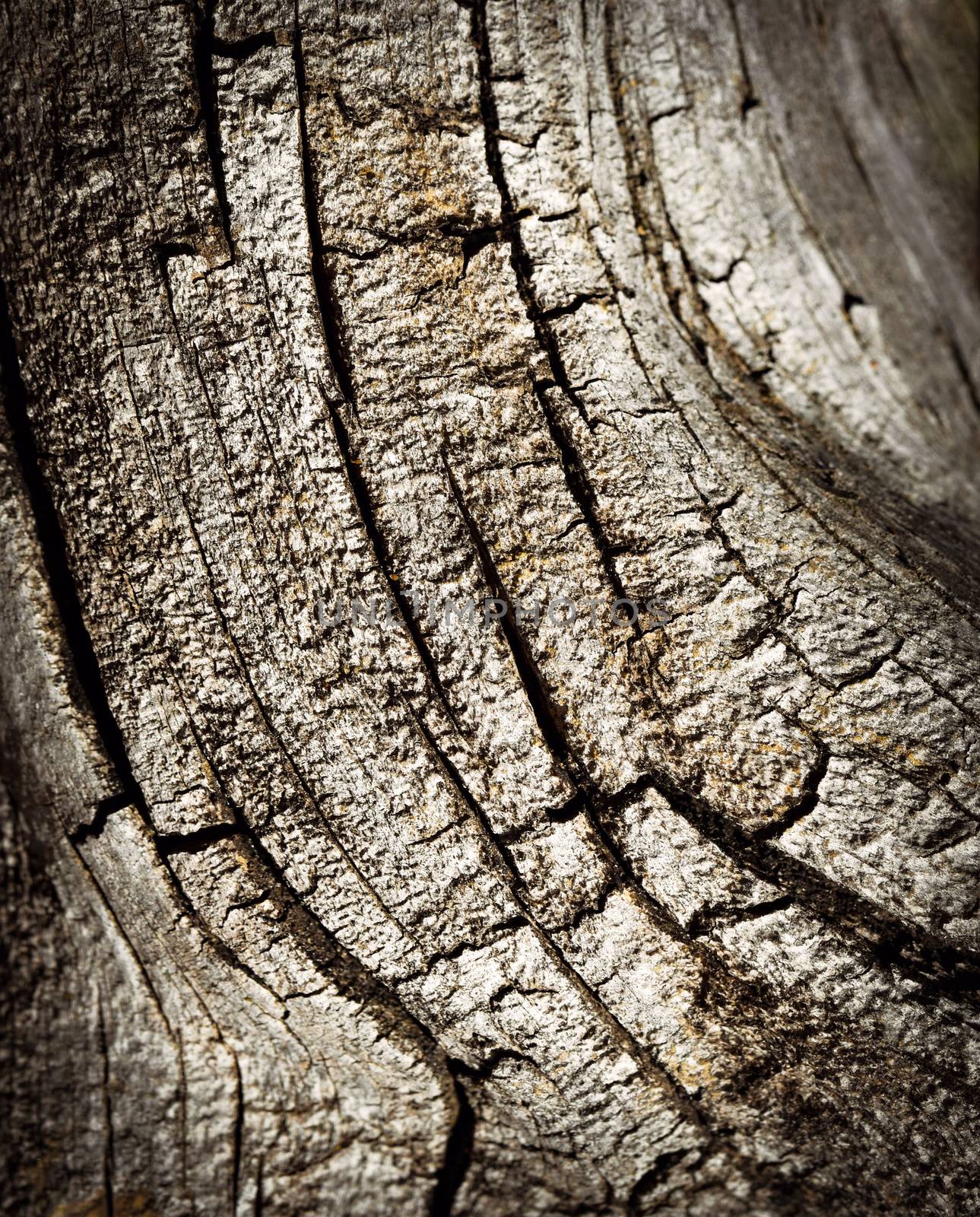 detail of an old stump with cracks by Ahojdoma