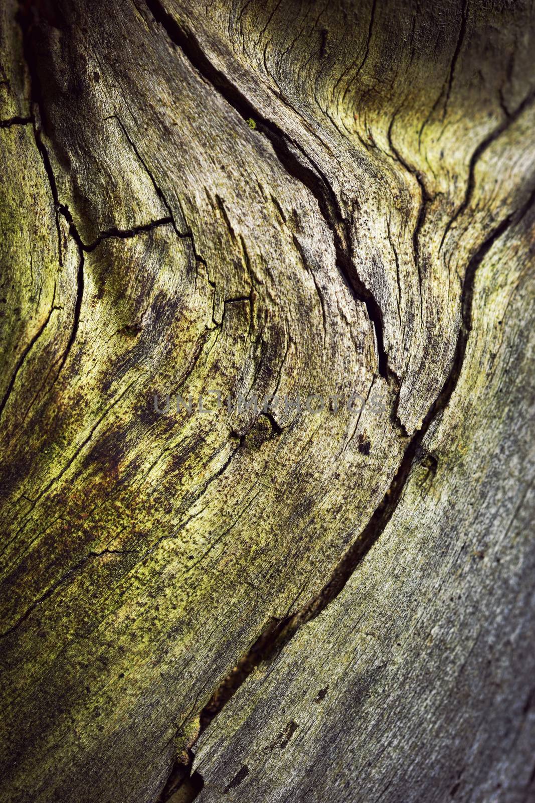 detail of old wood crack by Ahojdoma