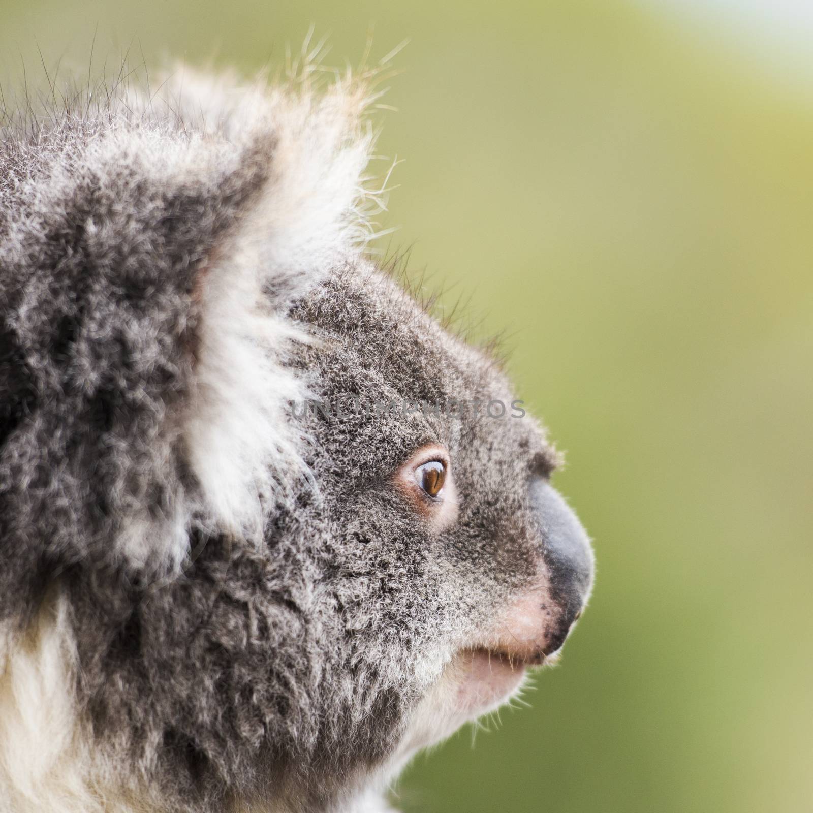 Koala by itself in a tree by artistrobd