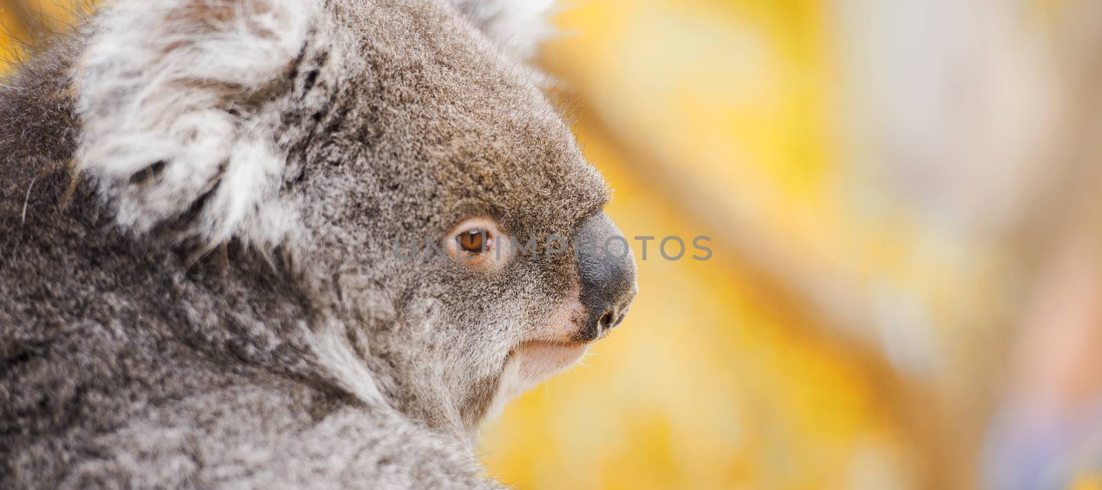 Australian koala outdoors in Tasmania, Australia