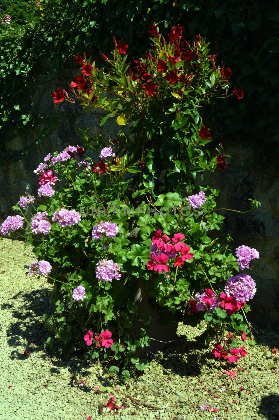 Magnificent natural bouquet with ferns in height.