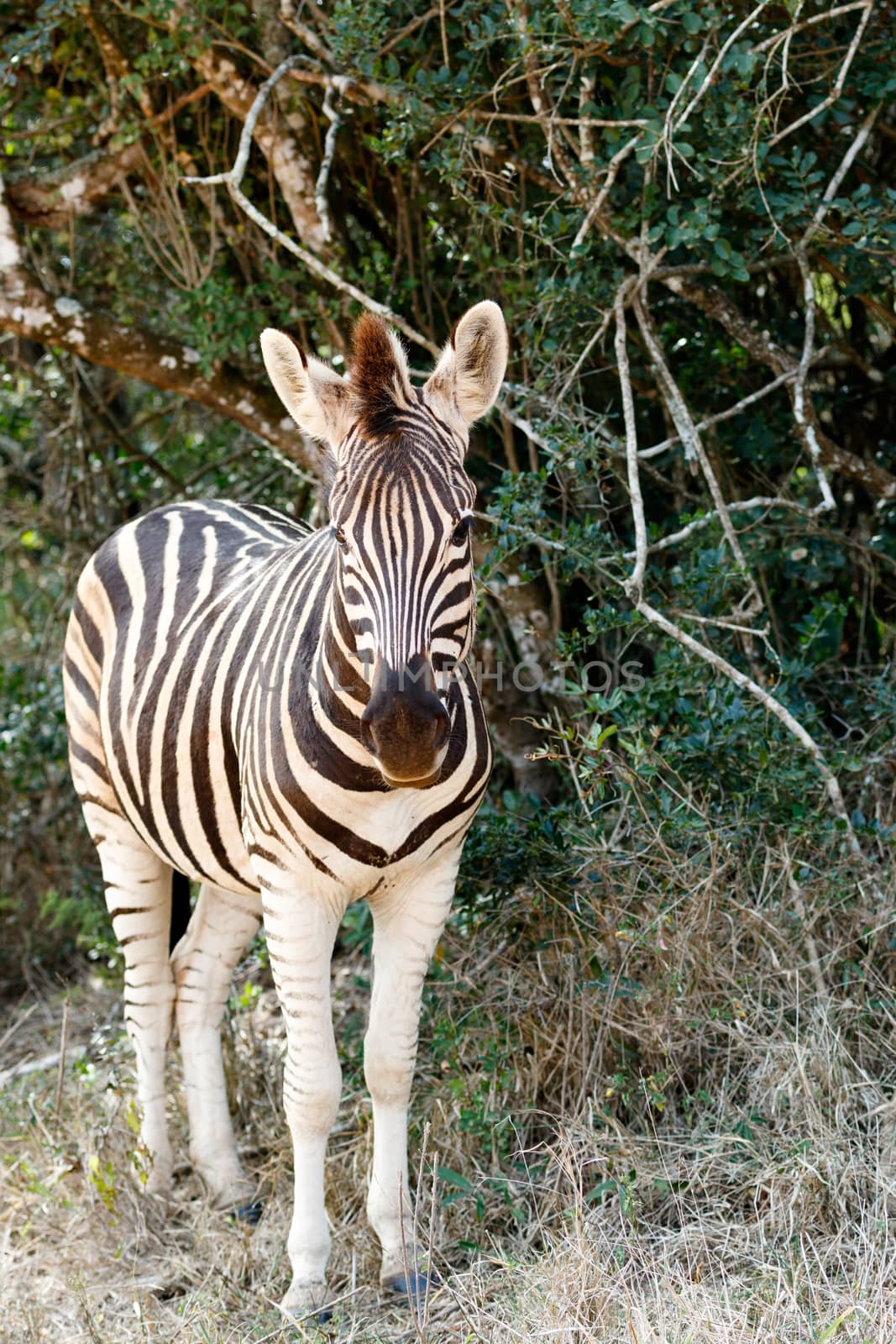 Baby Burchell's Zebra looking all alone.  by markdescande