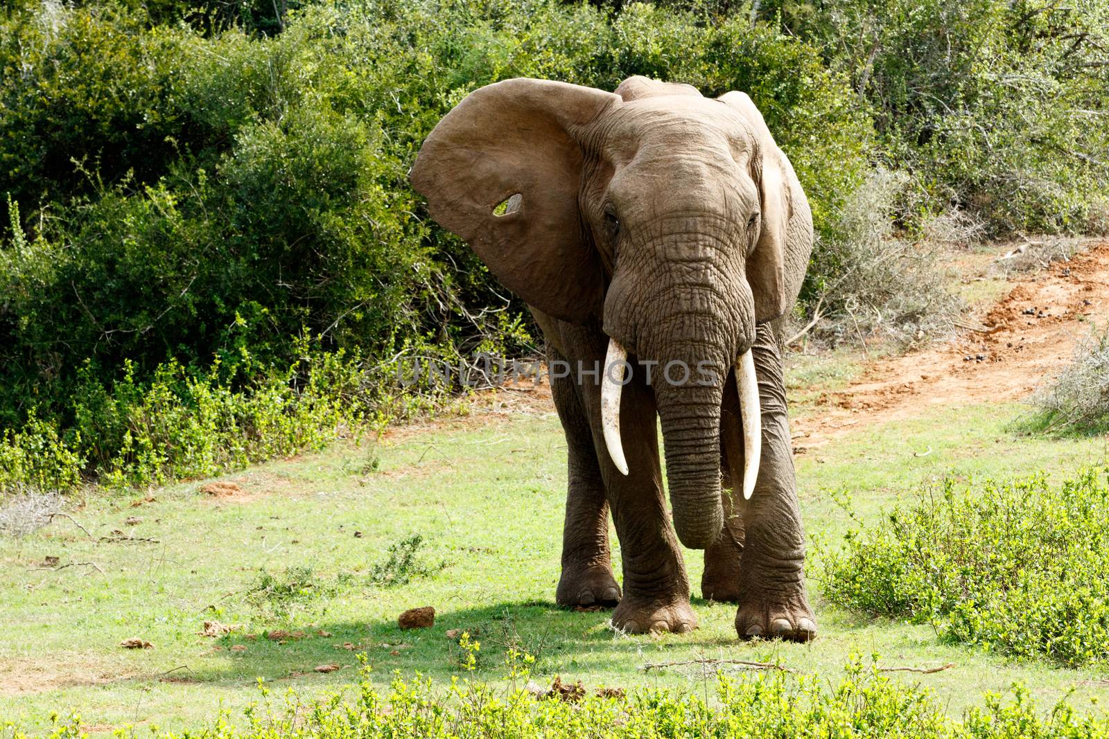 Huge African Bush Elephant putting his foot down