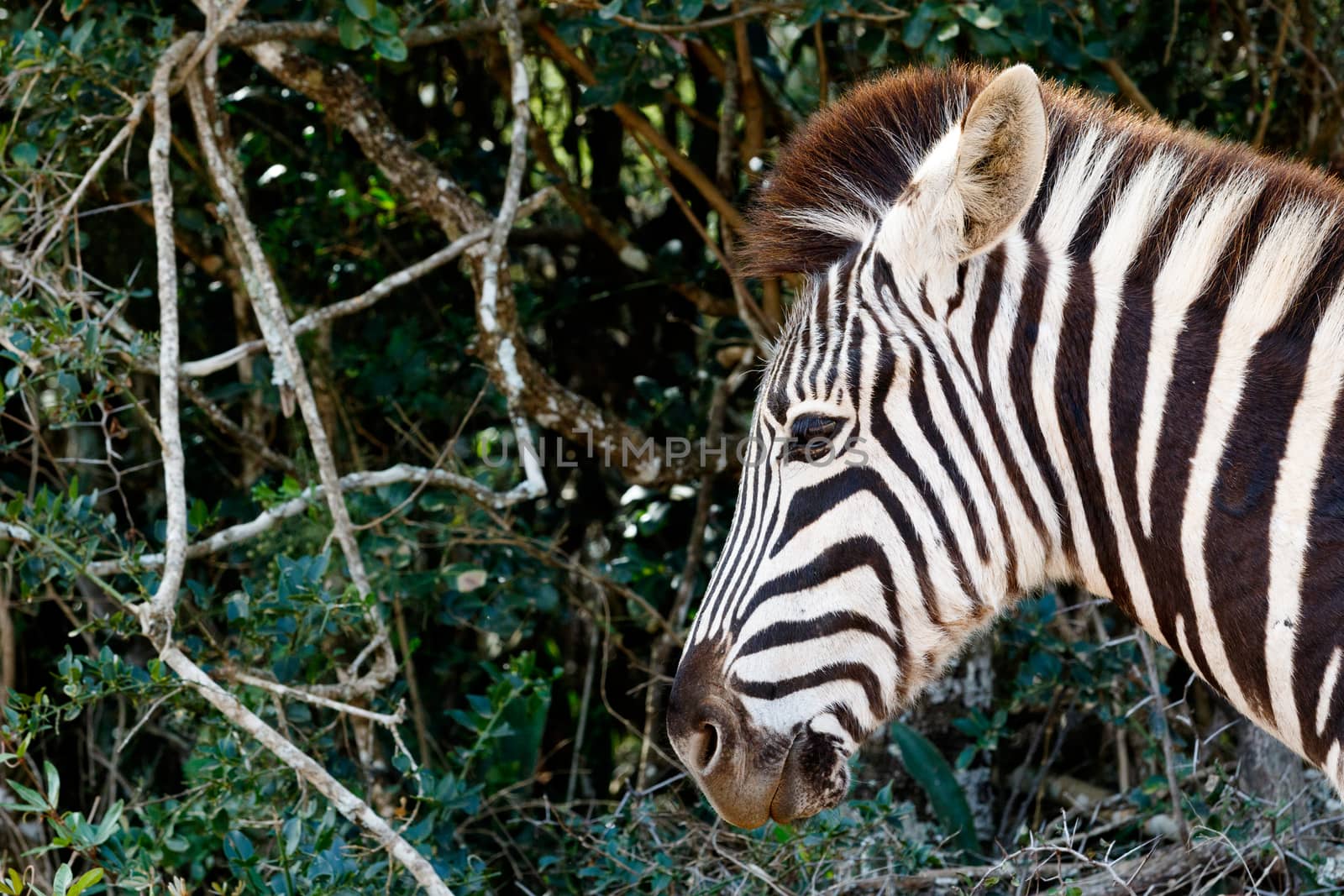 Just a pin sharp Zebra looking left with trees in Addo