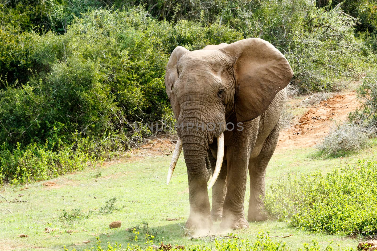 Brown Dust under my feet African Bush Elephant