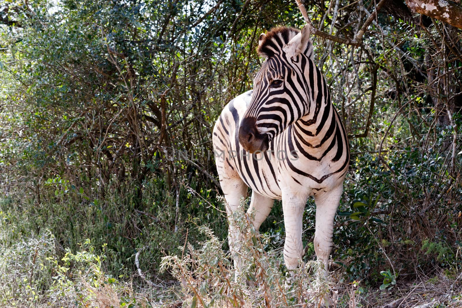 Zebra Looking Left with a huge bush behind it.