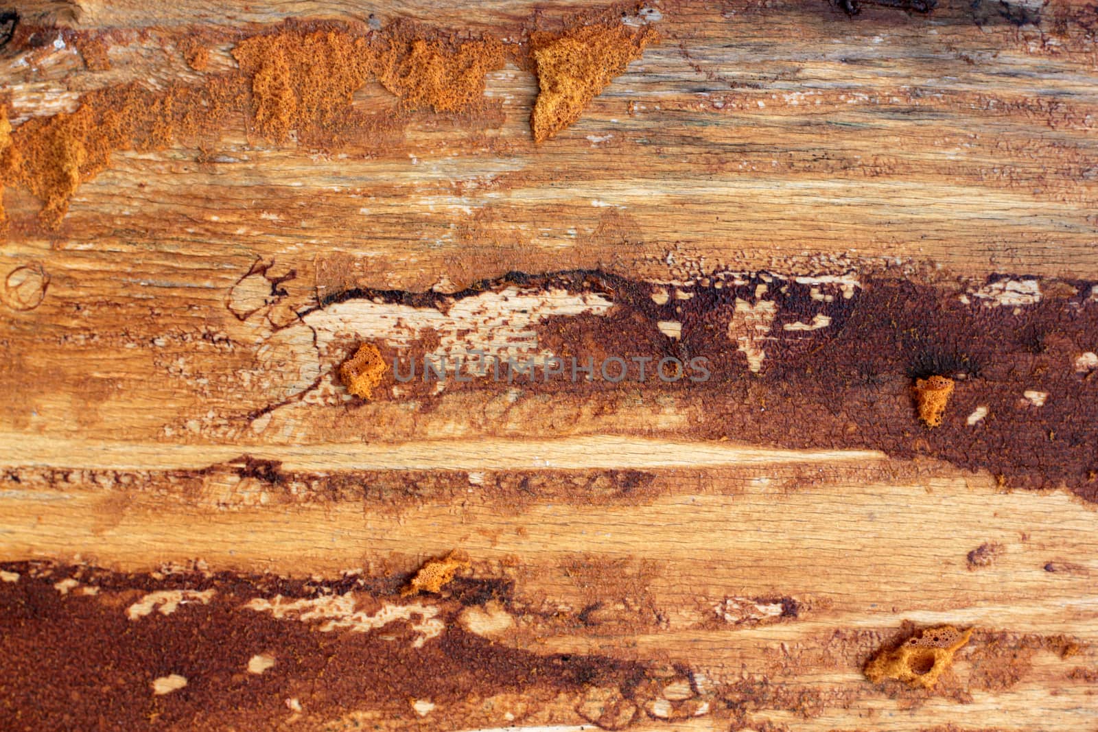 the old plywood with remnants of paint