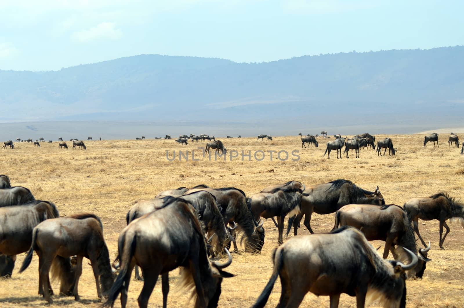 Herd of gnus in the savanna with mountains in bottom