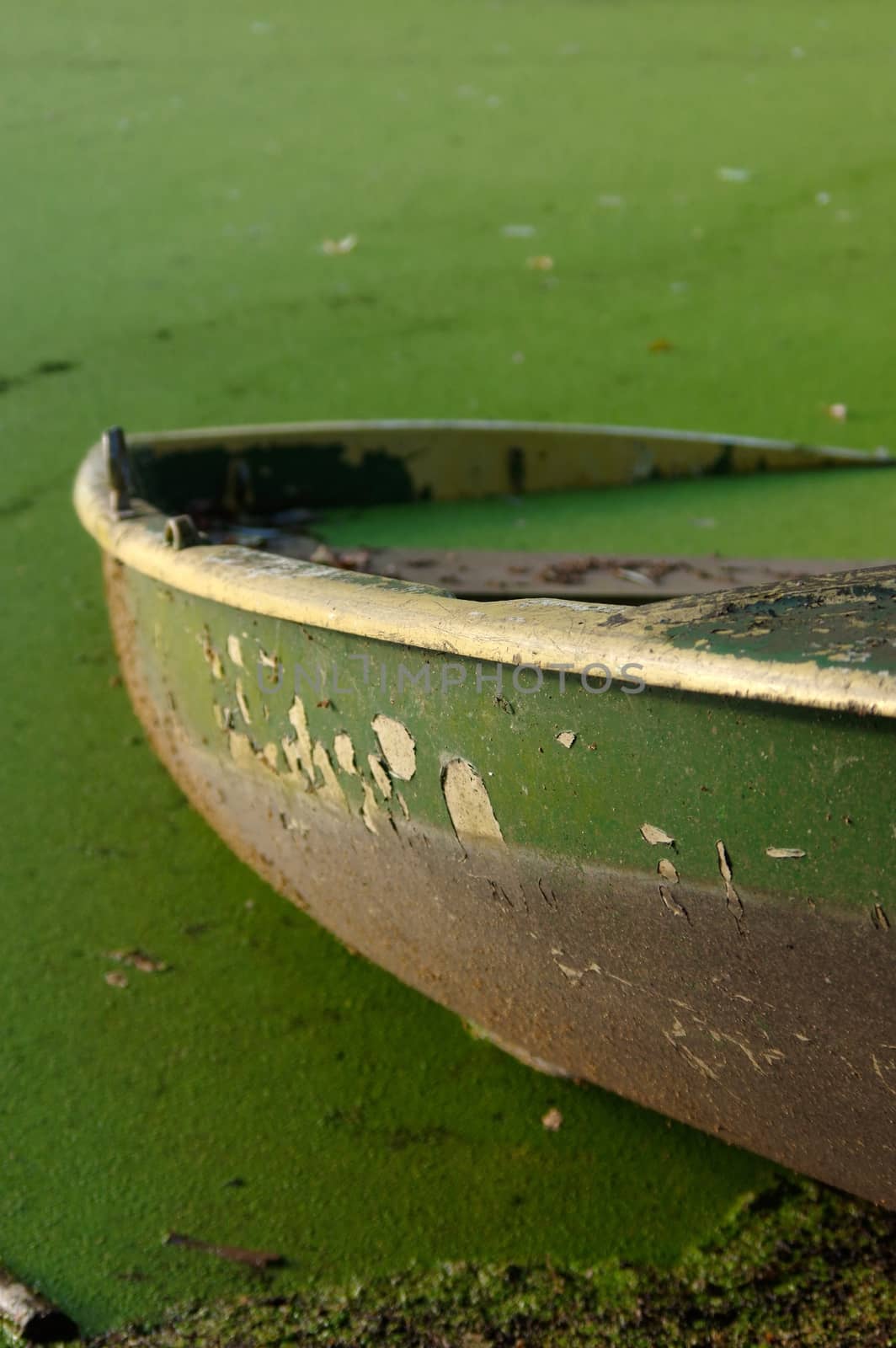 close up of part of green rowing boat submerged in water with leaves.