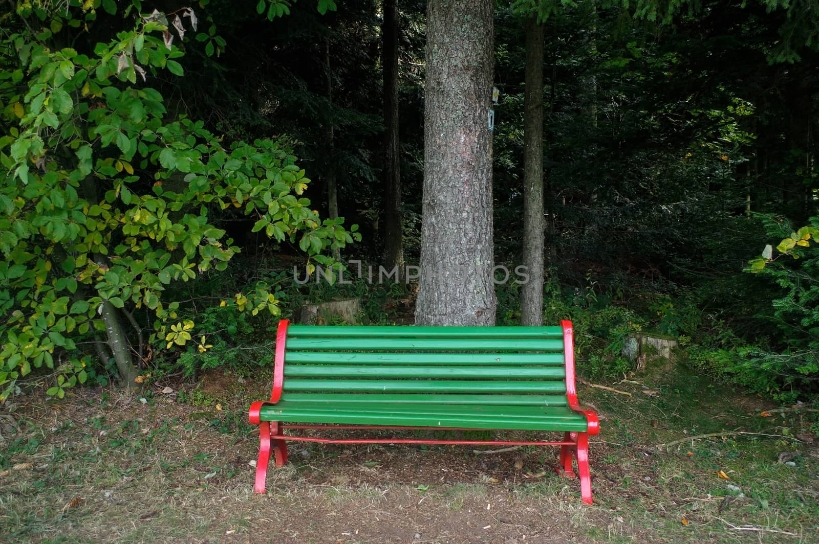 a wooden green park bench under trees in the forest