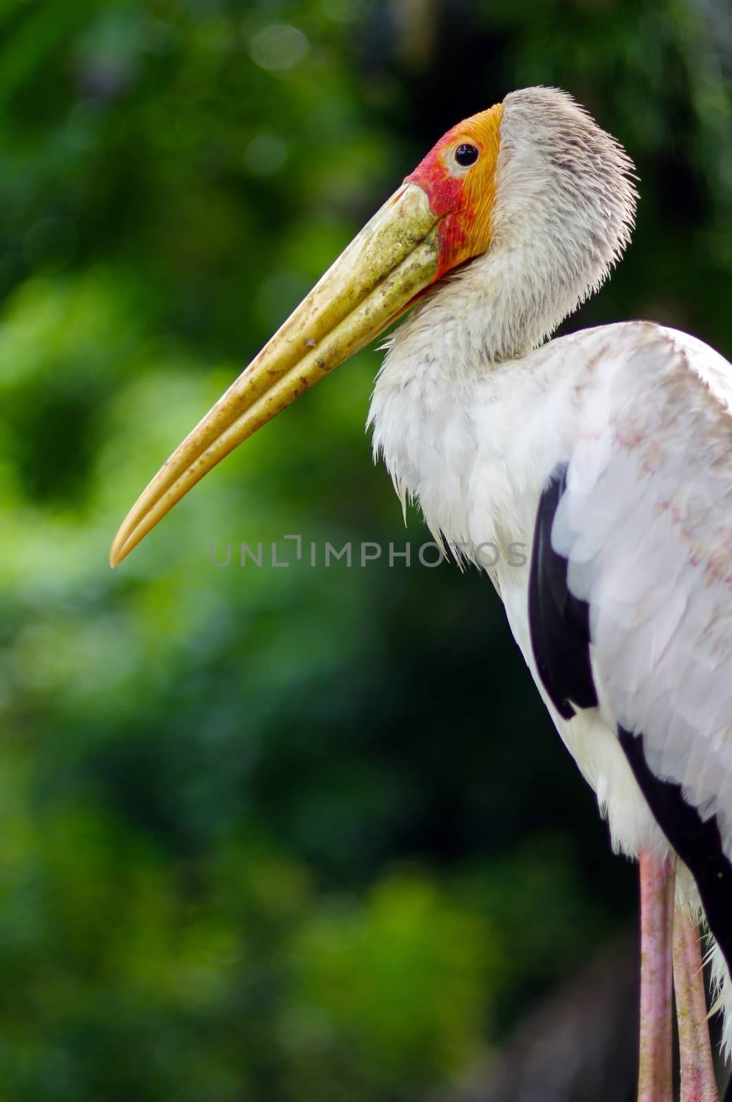white stork sitting on bridge railings, ciconia, at rainy day. by evolutionnow