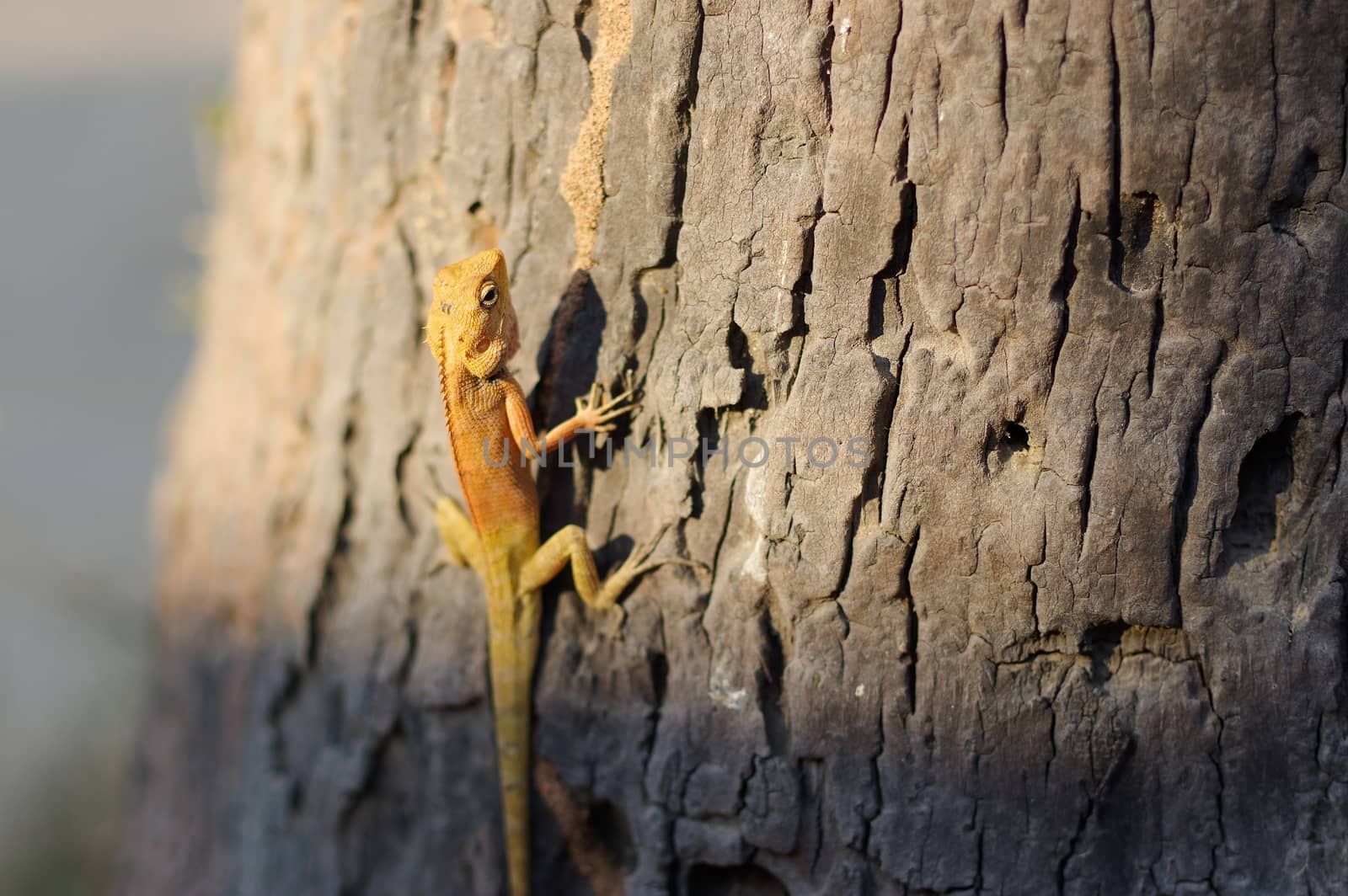 Bright yellow asia garden lizard Calotes versicolour Crested on tree with blue background  a in plam leave, close-up, by evolutionnow
