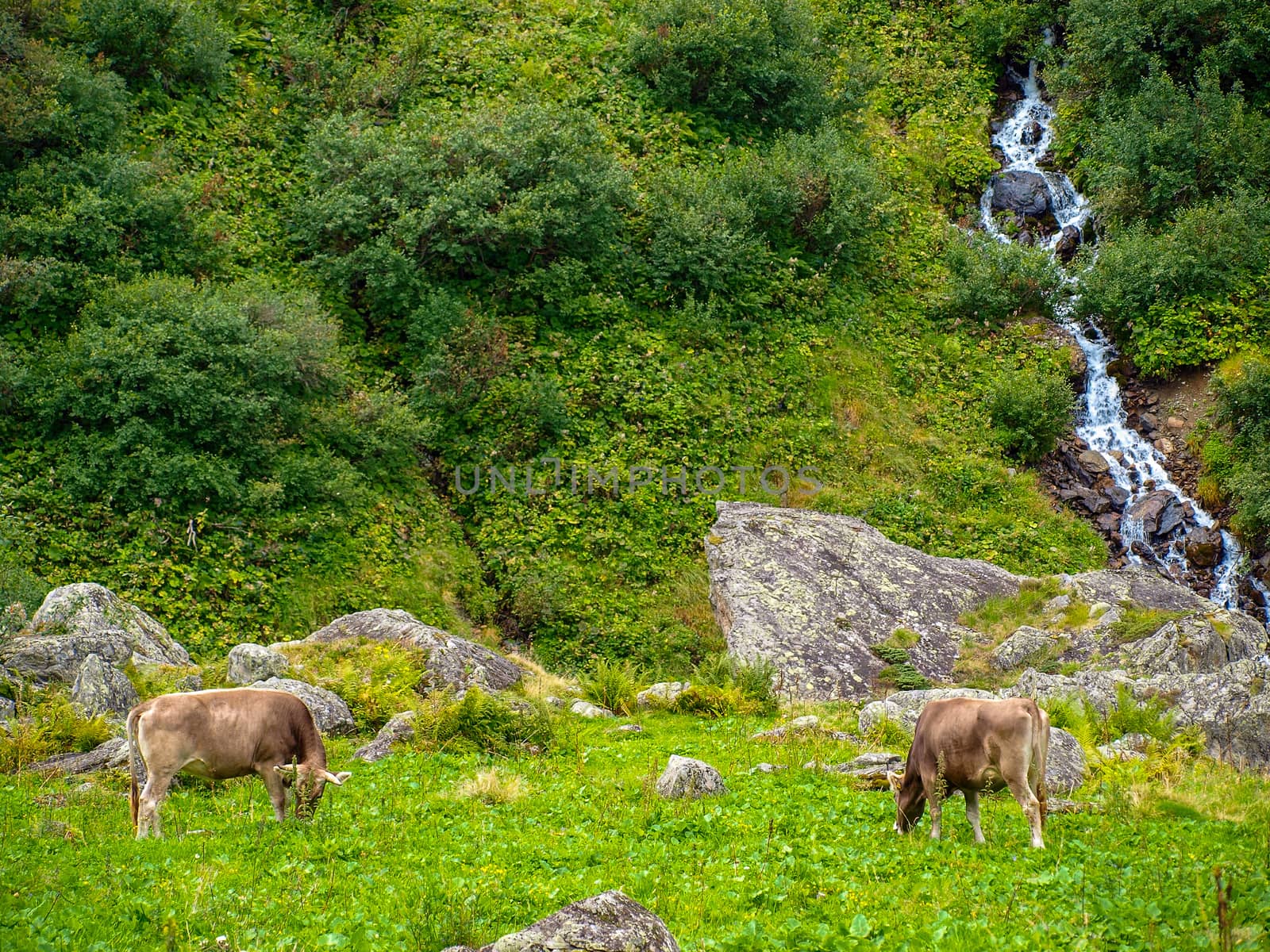 two cows on mountain pasture in the Alps of Switzerland by evolutionnow