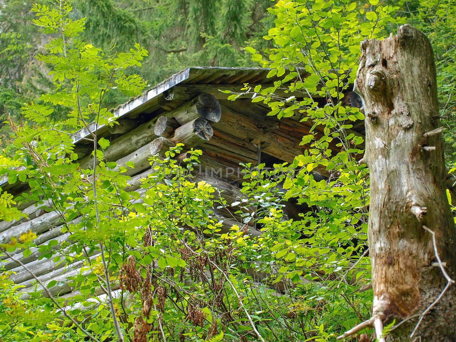 Wooden single hut house in the green forest mountains