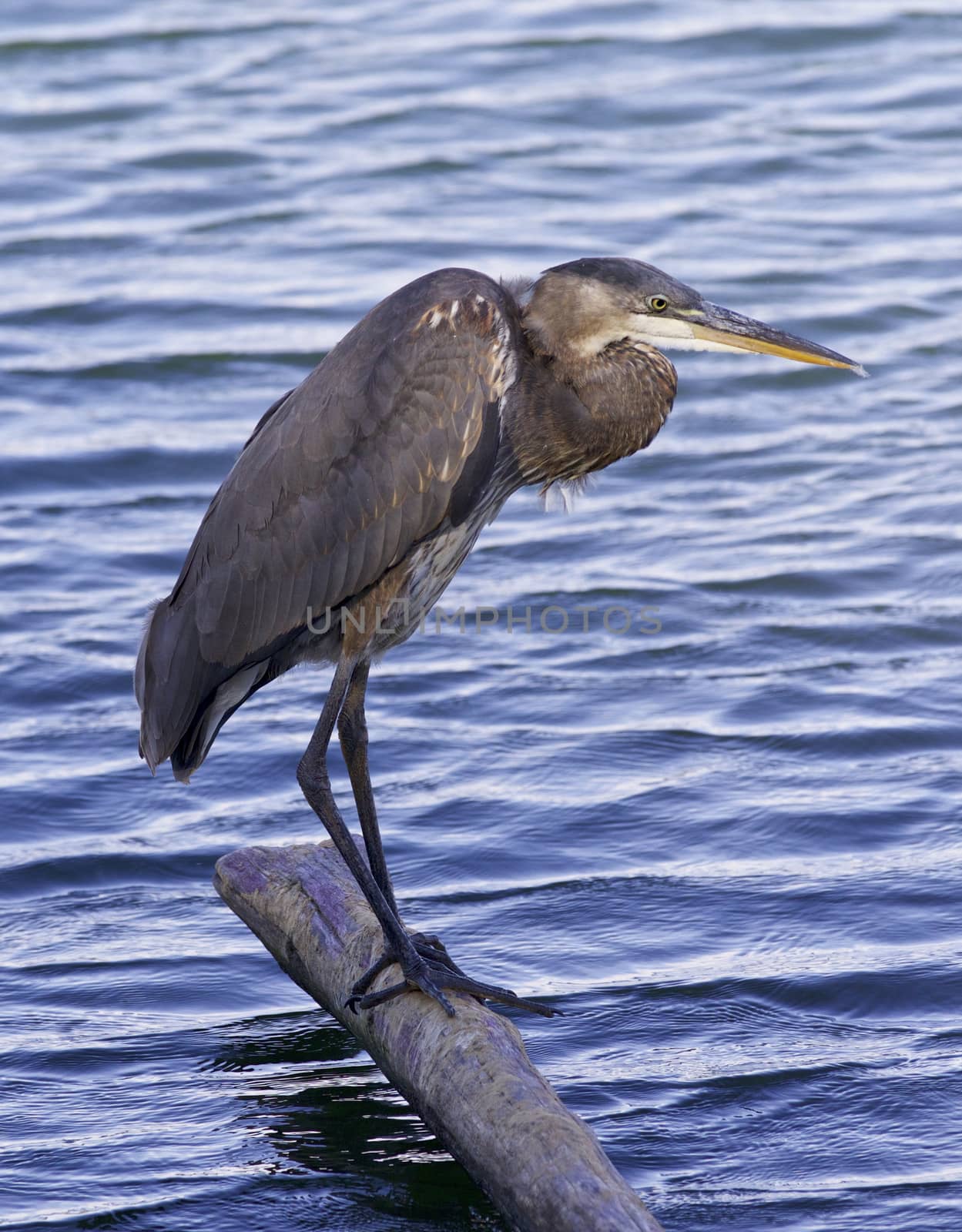 Beautiful image with a great blue heron on a log in the lake
