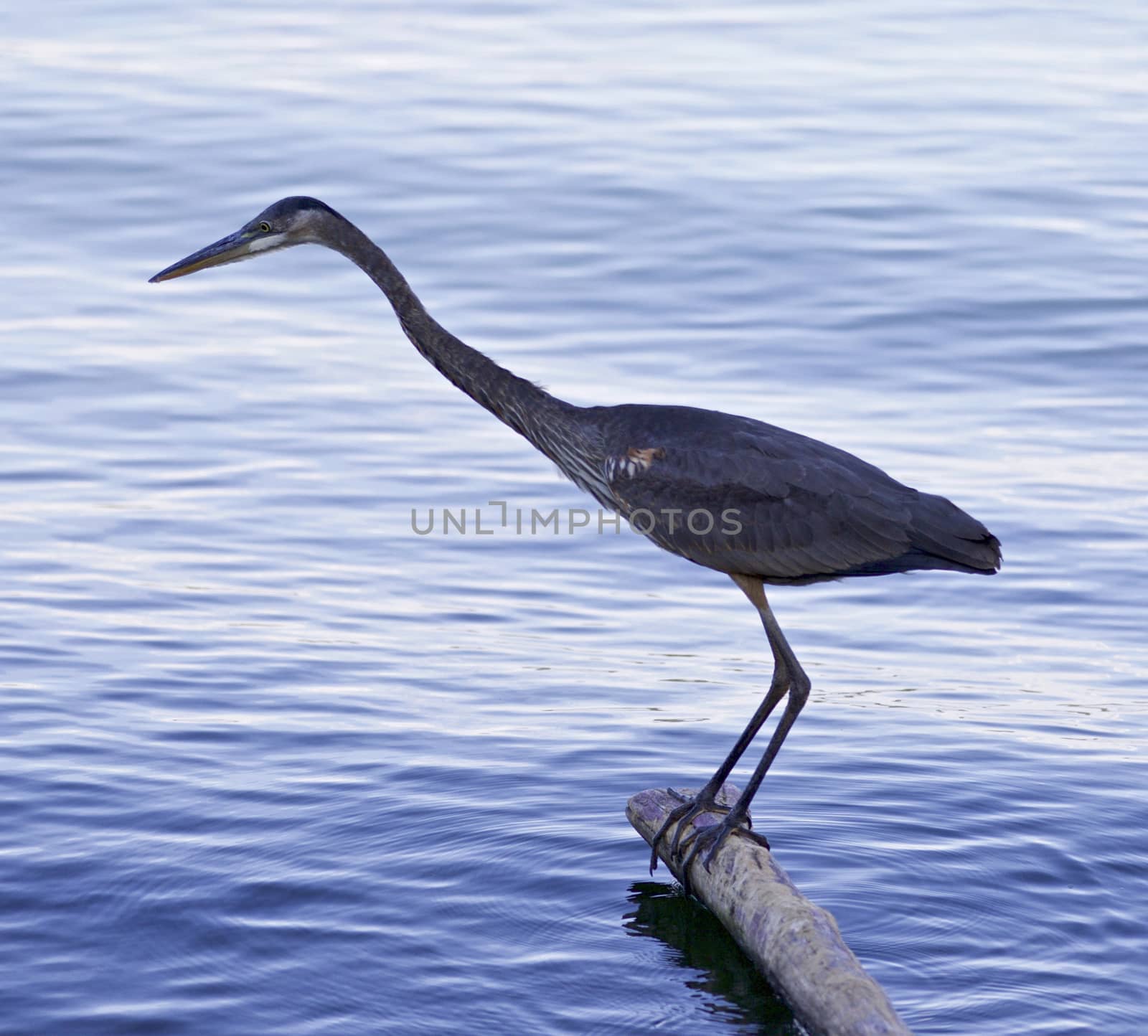 Beautiful background with a great blue heron found something by teo