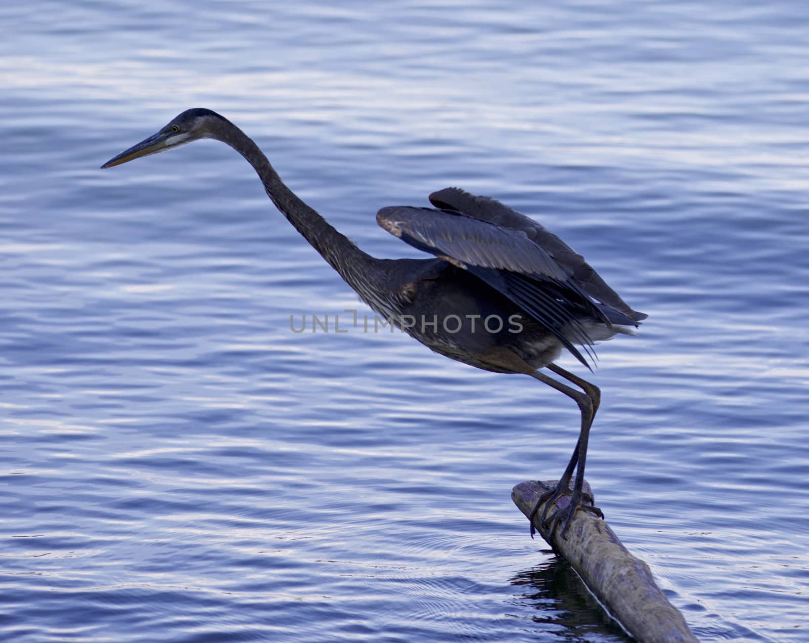 Beautiful photo of a great blue heron rady to jump into the water