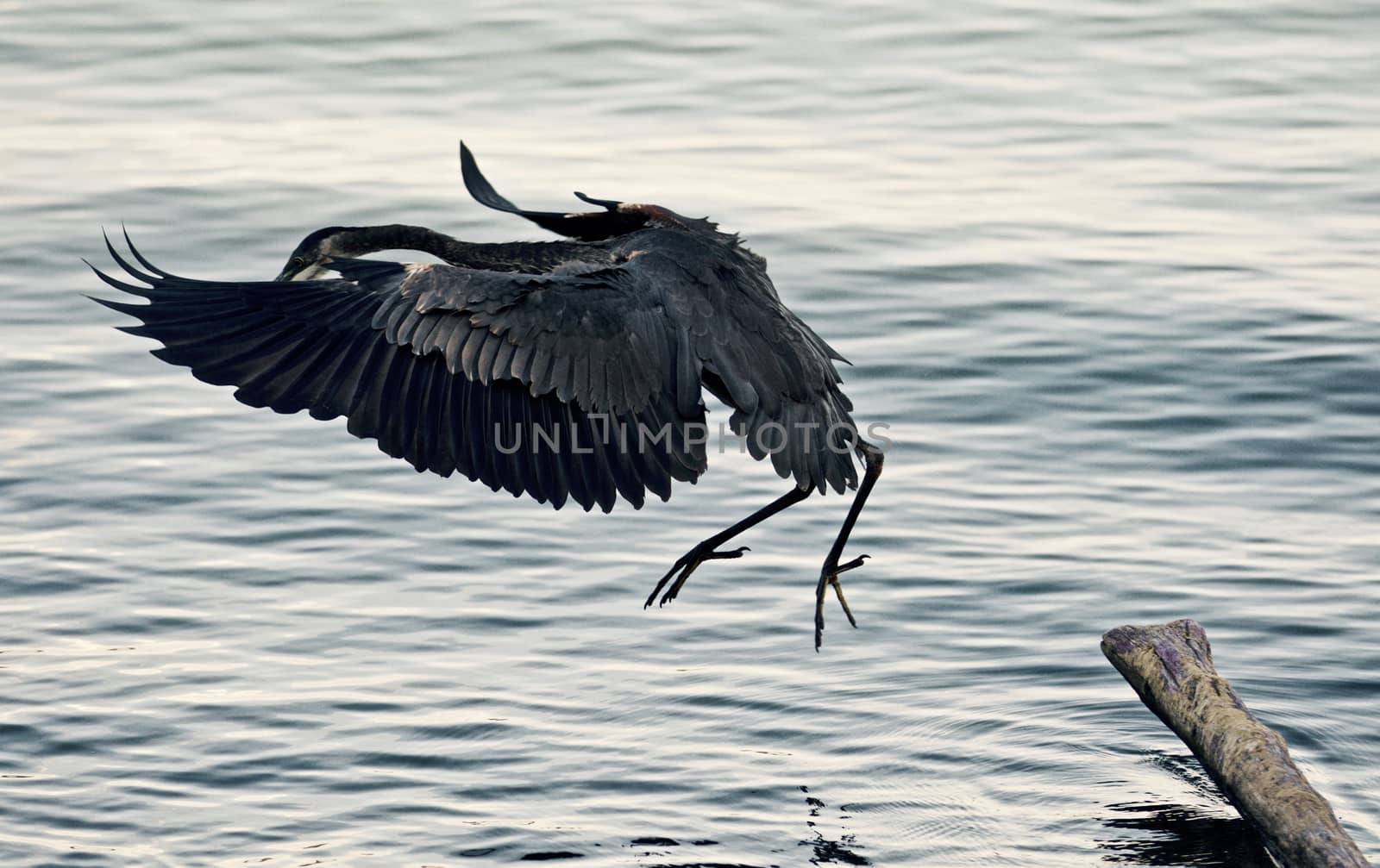 Beautiful background with a great blue heron jumping from a log to the lake