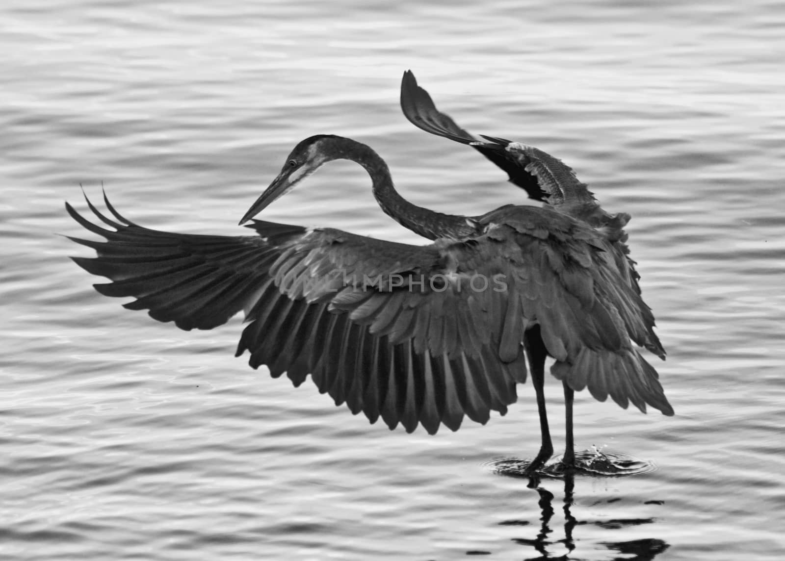 Beautiful photo of a great blue heron with wings opened