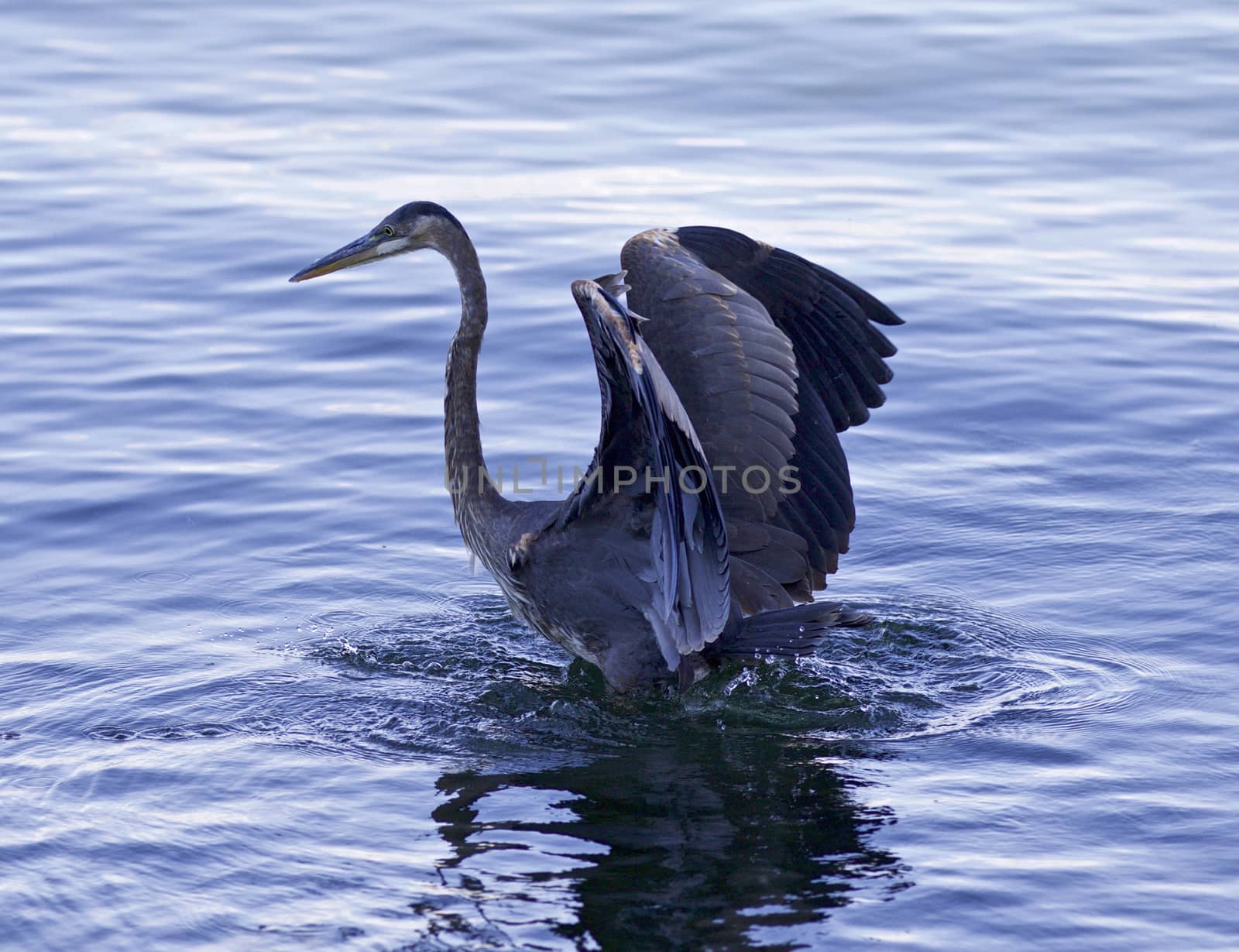 Beautiful picture with a great blue heron in the water by teo