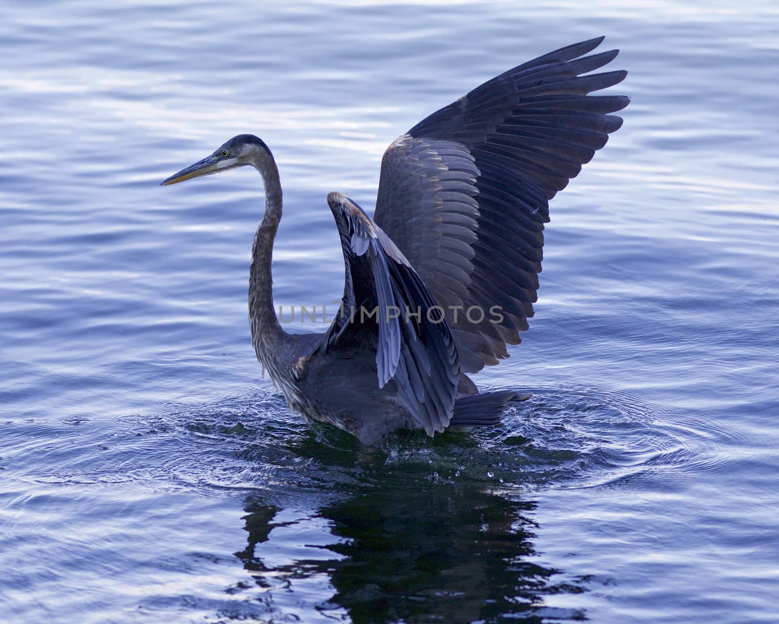 Beautiful background with a great blue heron