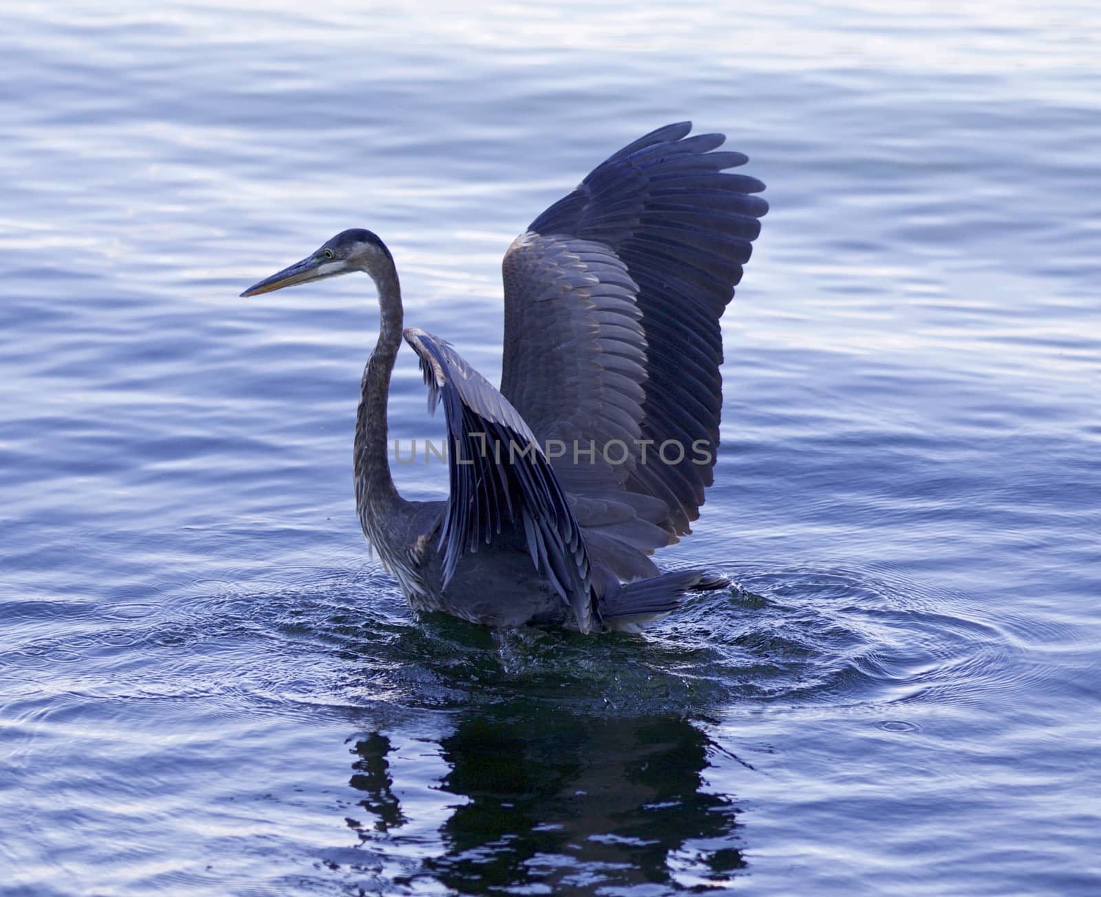 Beautiful image with a great blue heron in the lake by teo