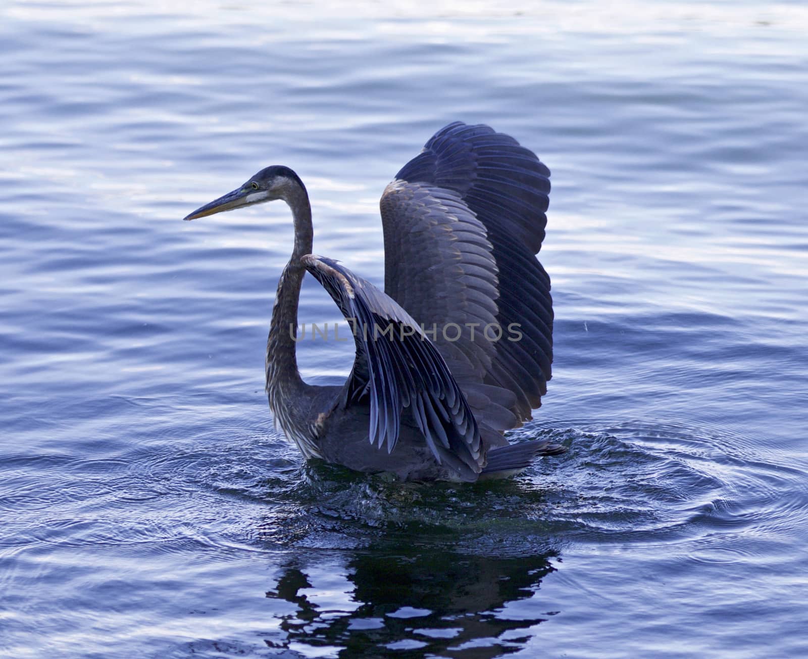 Beautiful photo of a great blue heron swimming in the lake