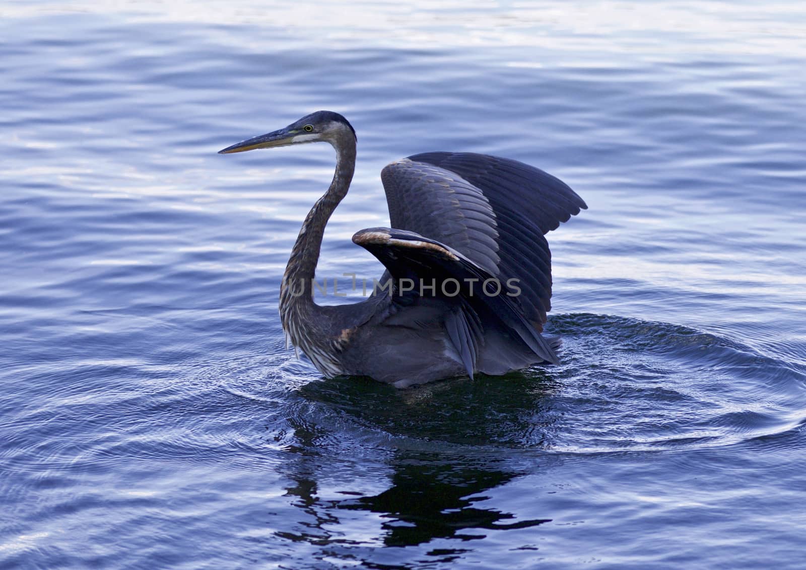 Beautiful picture with a great blue heron swimming by teo