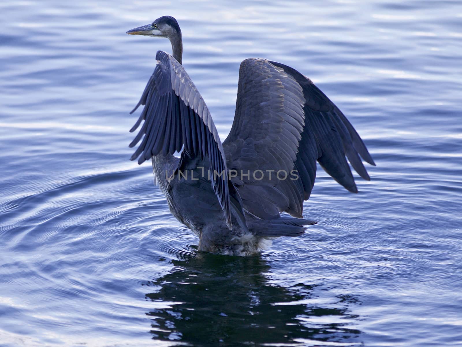 Beautiful image with a great blue heron standing in the lake by teo