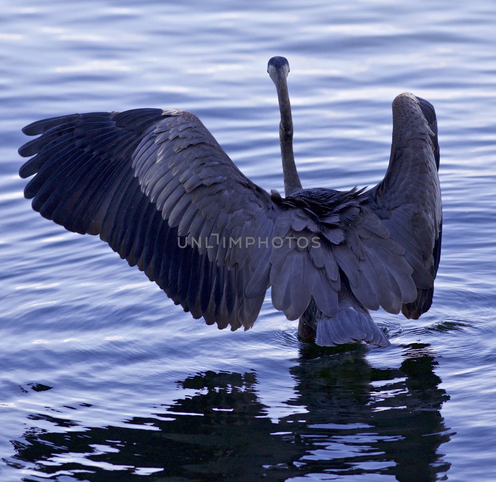 Beautiful background with a great blue heron