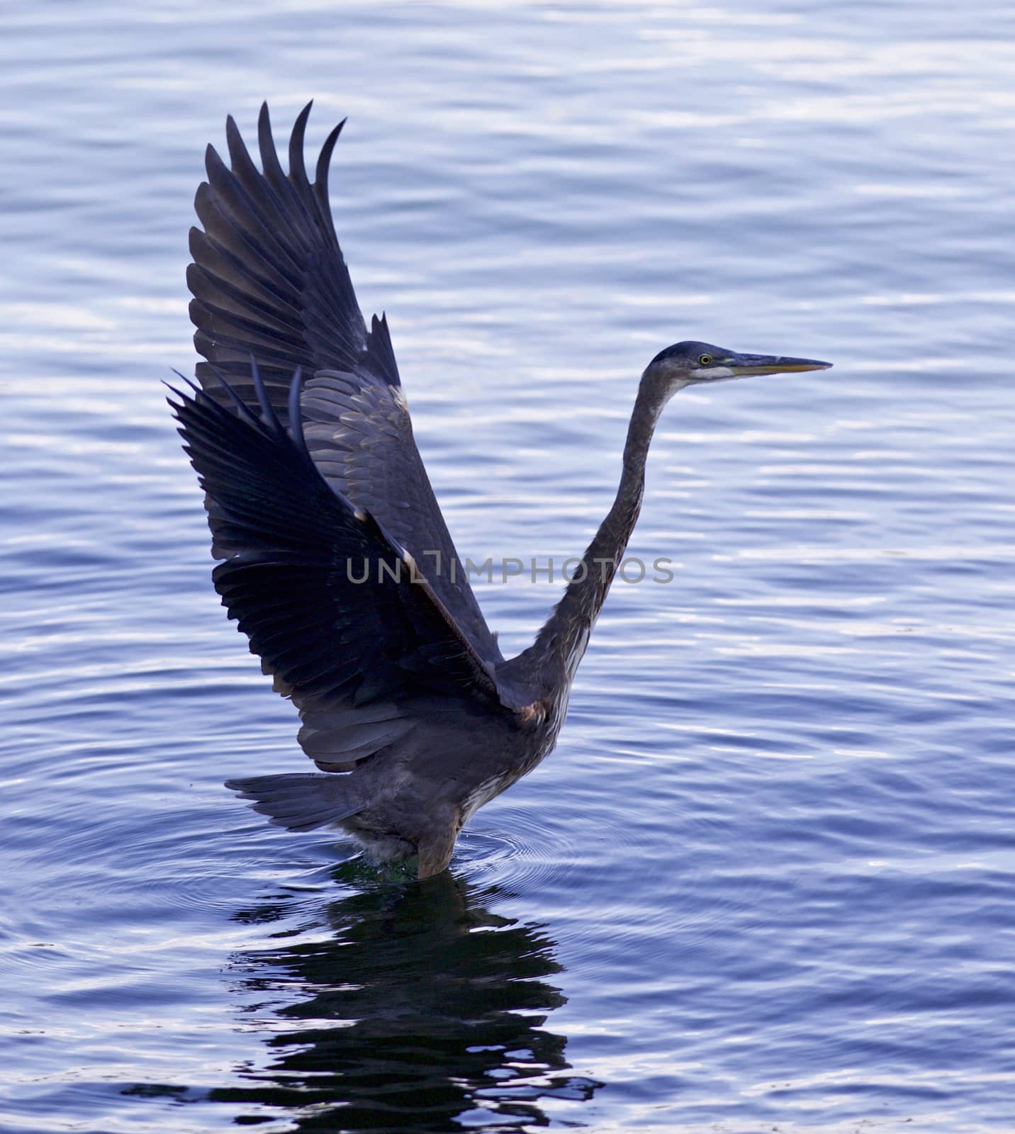 Beautiful image with a great blue heron ready to take off  by teo