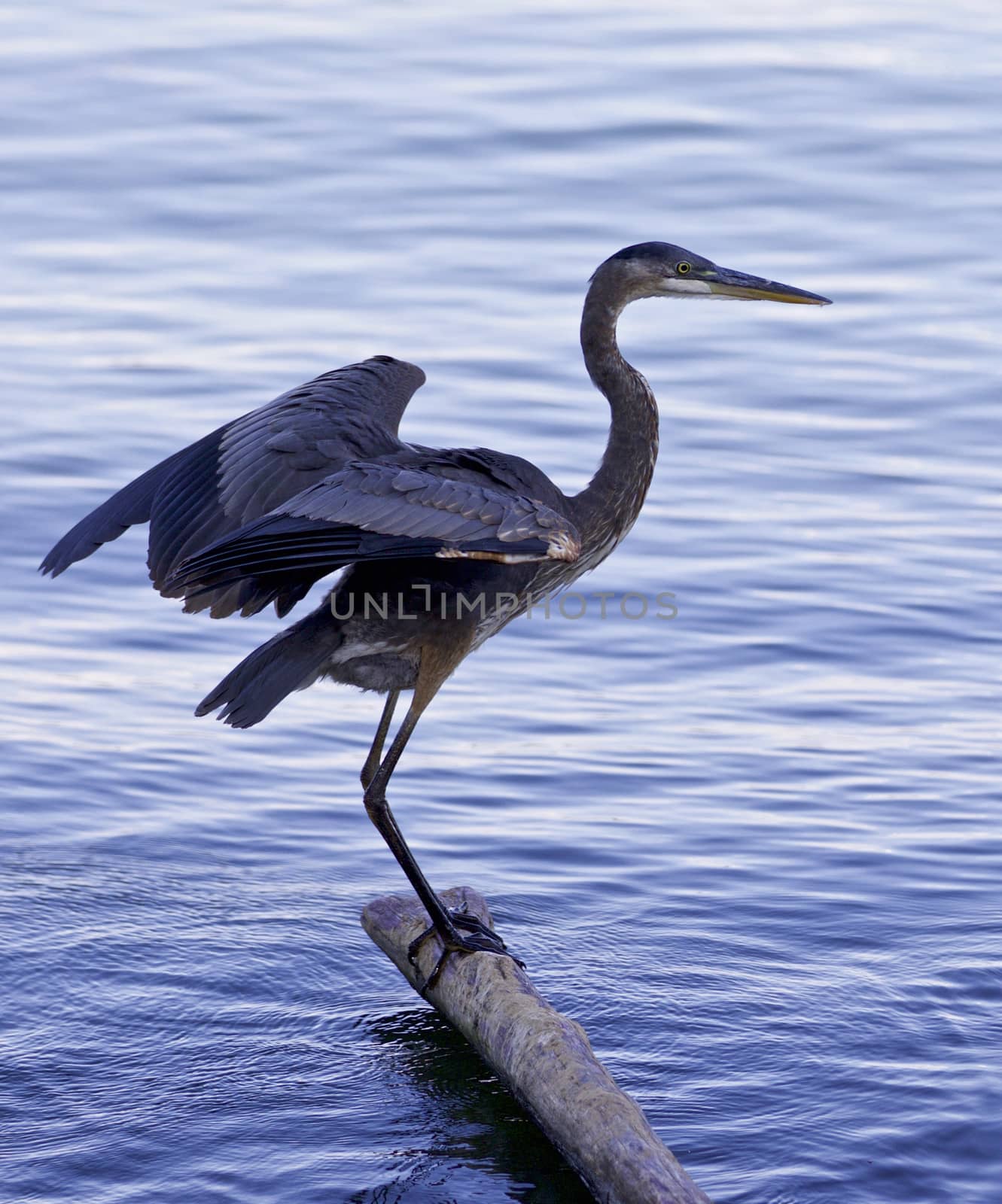 Beautiful photo of a great blue heron standing on a log in the lake