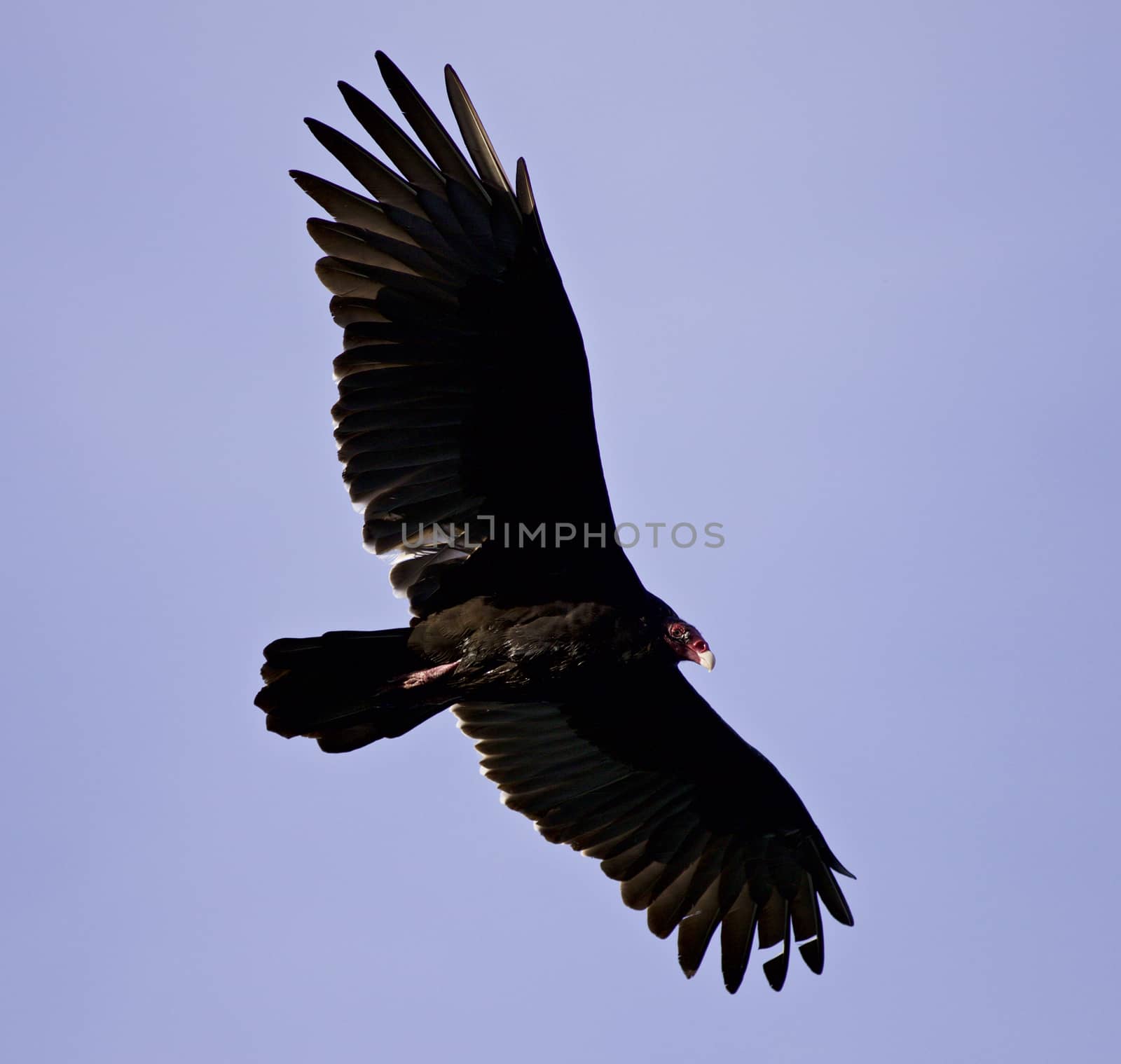 Isolated image of a vulture in the sky by teo