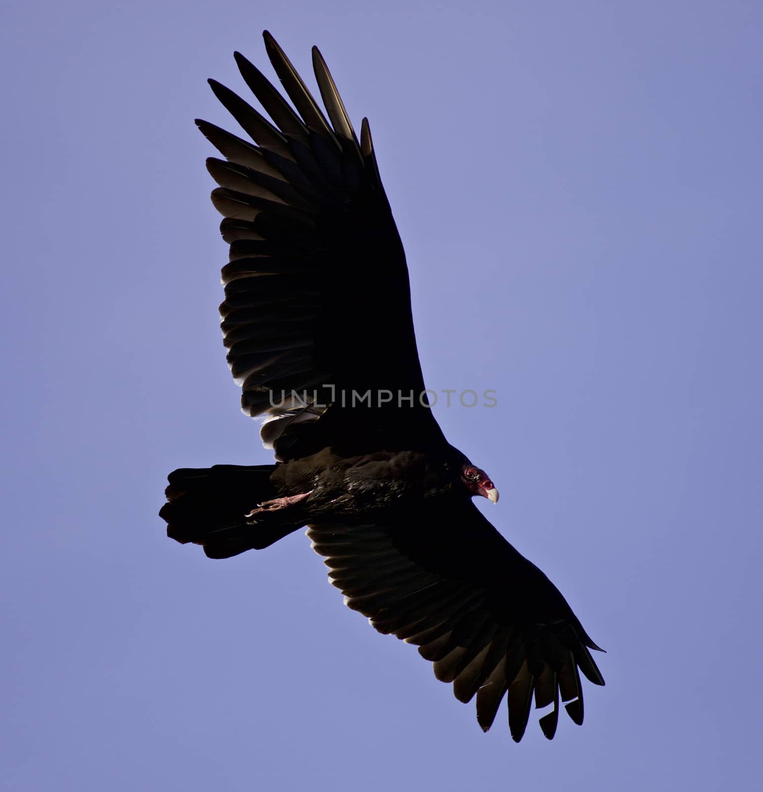 Isolated picture with a vulture flying in the sky