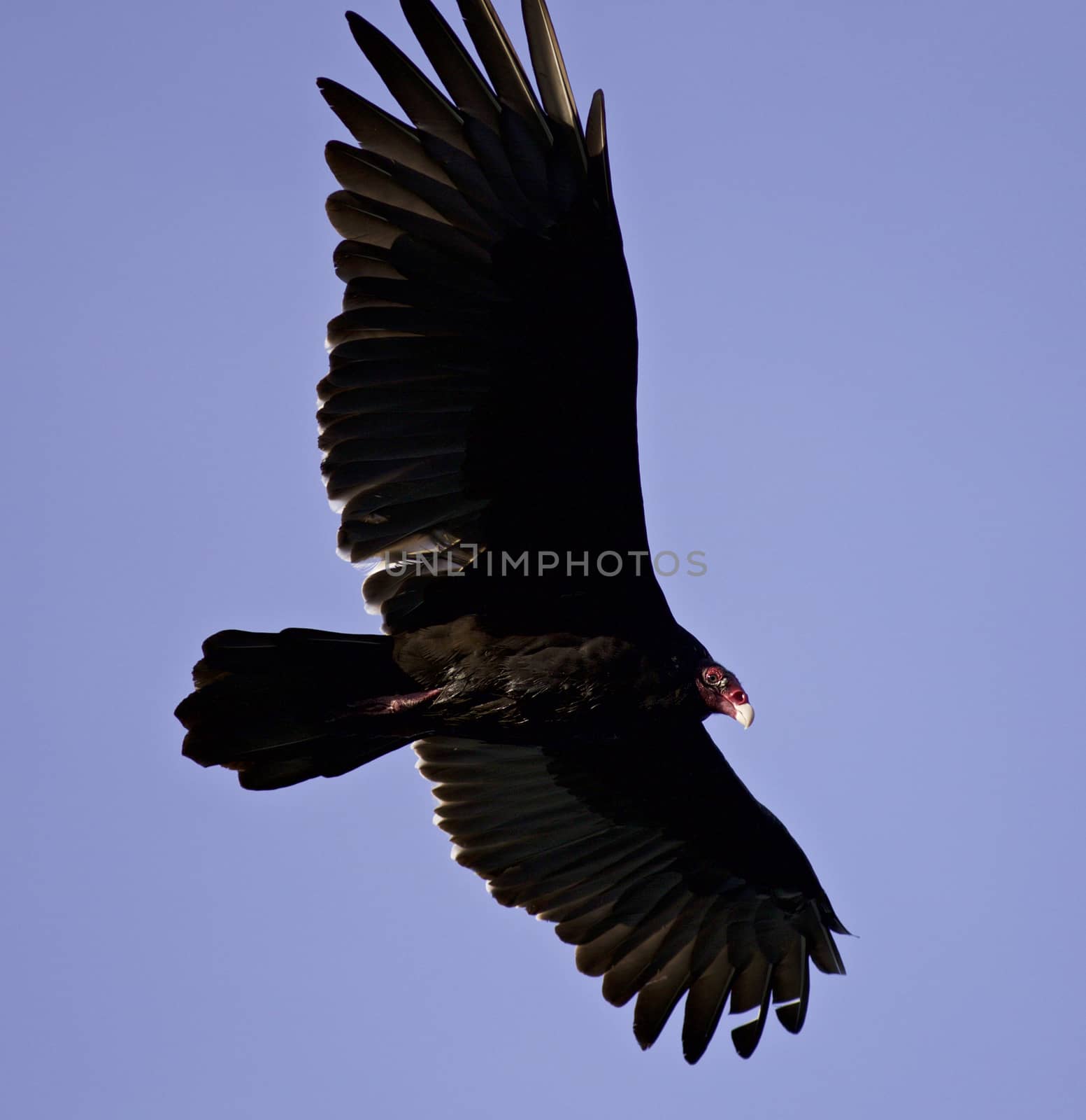 Isolated photo of a vulture in the sky by teo