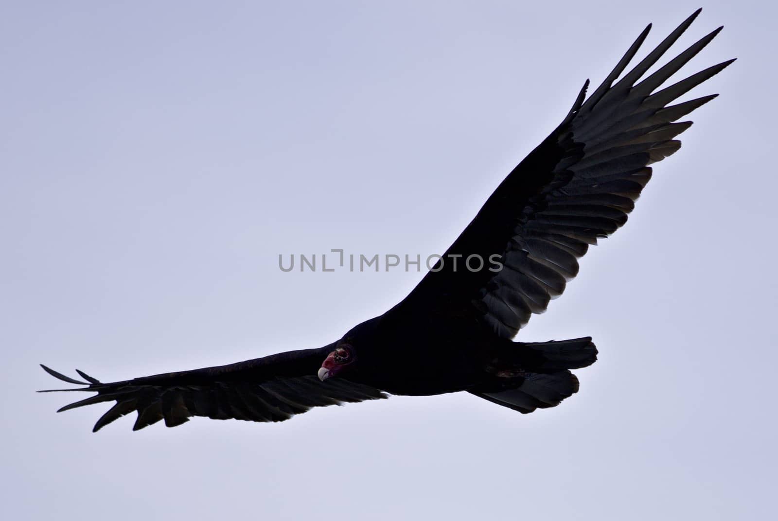 Isolated photo of a vulture in the sky by teo