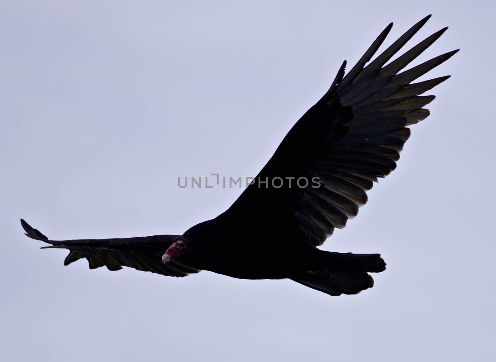 Isolated picture with a vulture flying in the sky