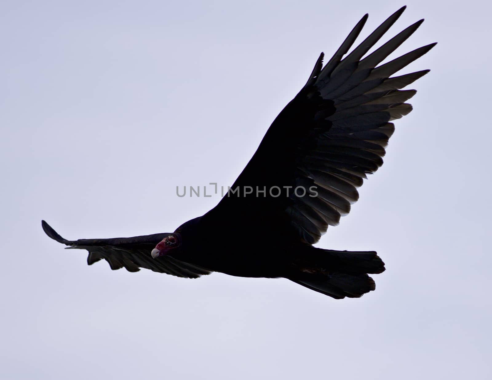 Background with a vulture flying in the sky