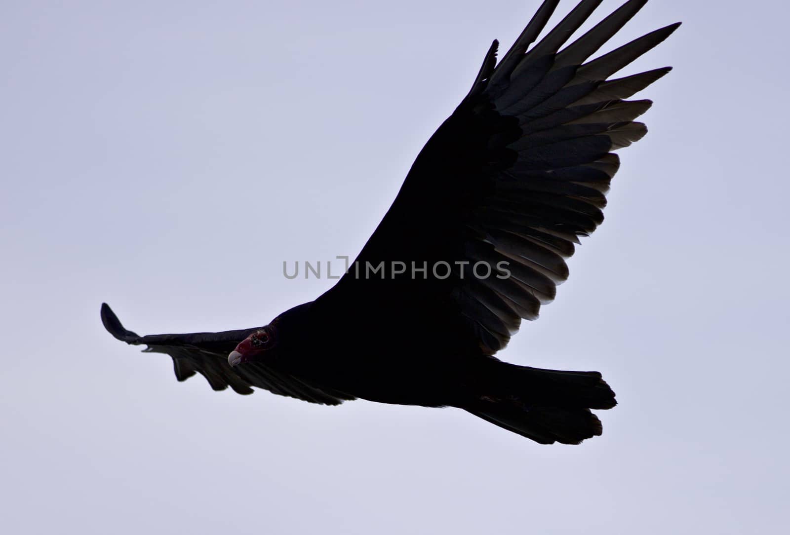 Isolated image of a vulture in the sky by teo