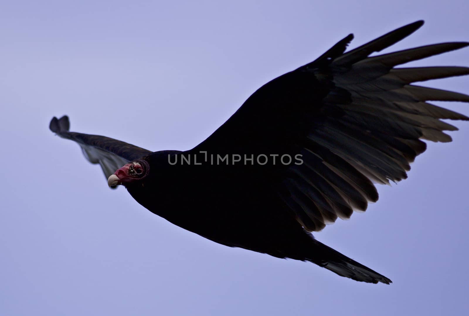 Isolated photo of a vulture in the sky by teo