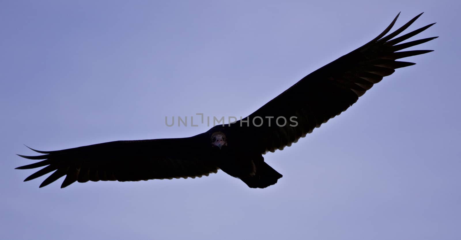 Isolated picture with a vulture in the sky by teo